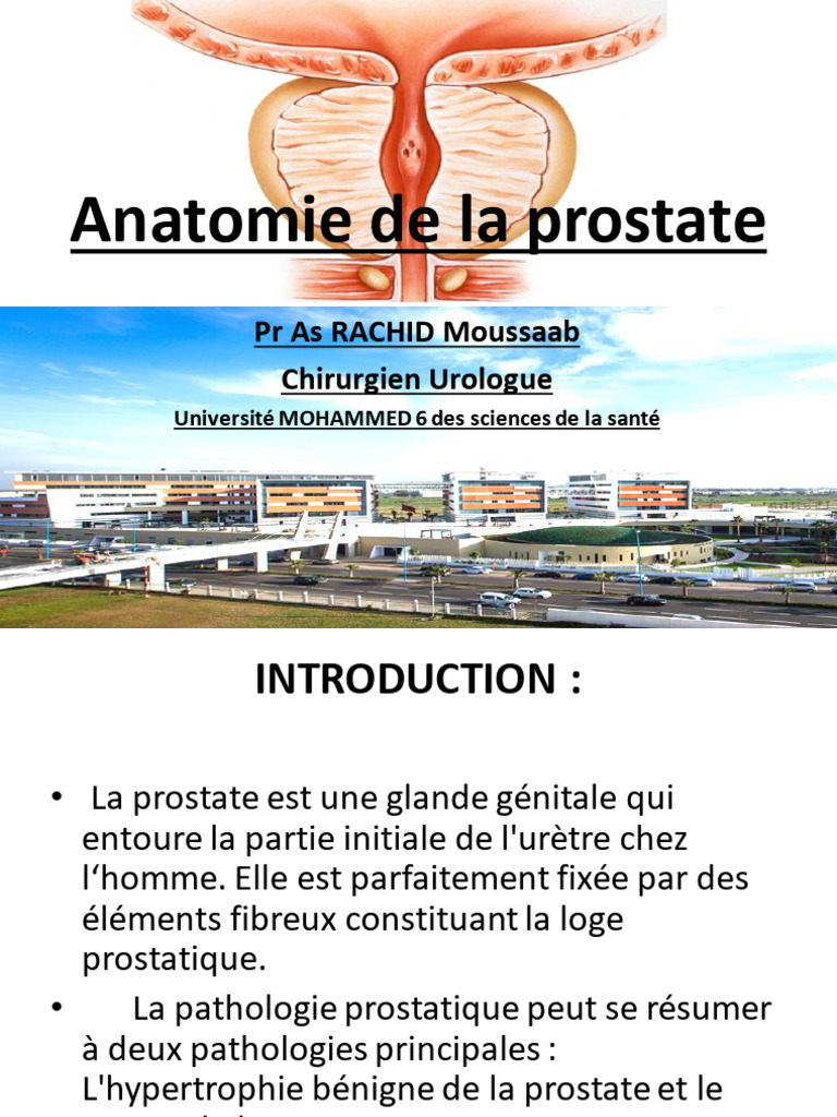 Anatomie de la prostate chez l'homme | PDF | Prostate | Urologie