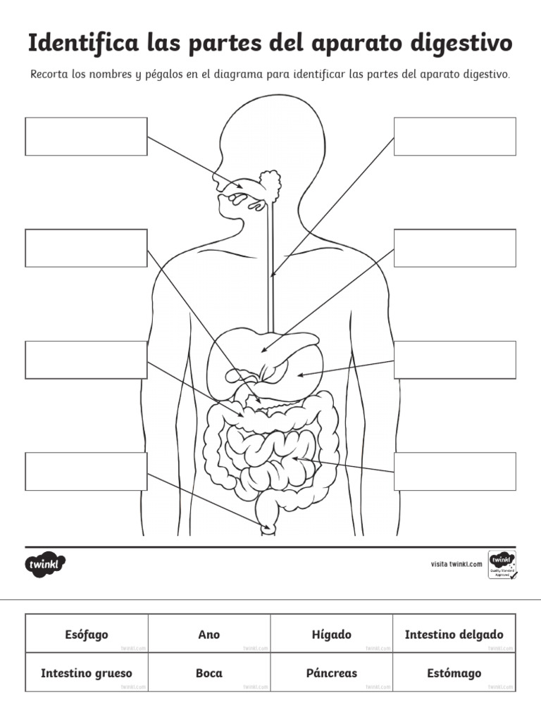 Aparato Digestivos | PDF, image size:768x1024