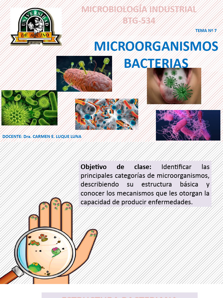 Clasificación y Estructura de Microorganismos | PDF | Virus | Las bacterias
