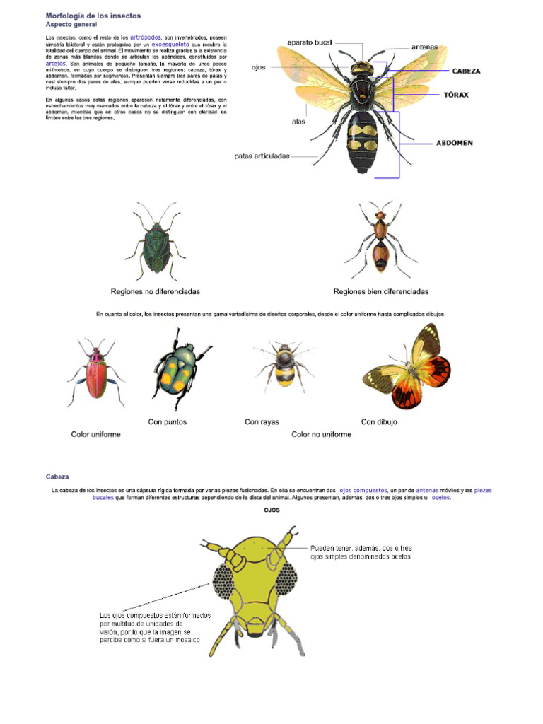 Partes de Insectos | PDF