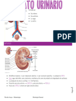 Aparato urinario histología  Nicolas Araya 
