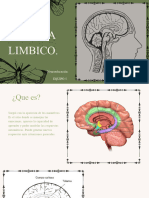 Cerebro en La Sección Transversa. Neuroeducación.