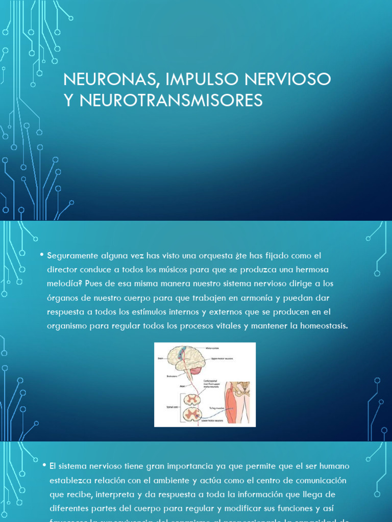 Neuronas y neurotransmisores esenciales | PDF | Neurona | Sinapsis