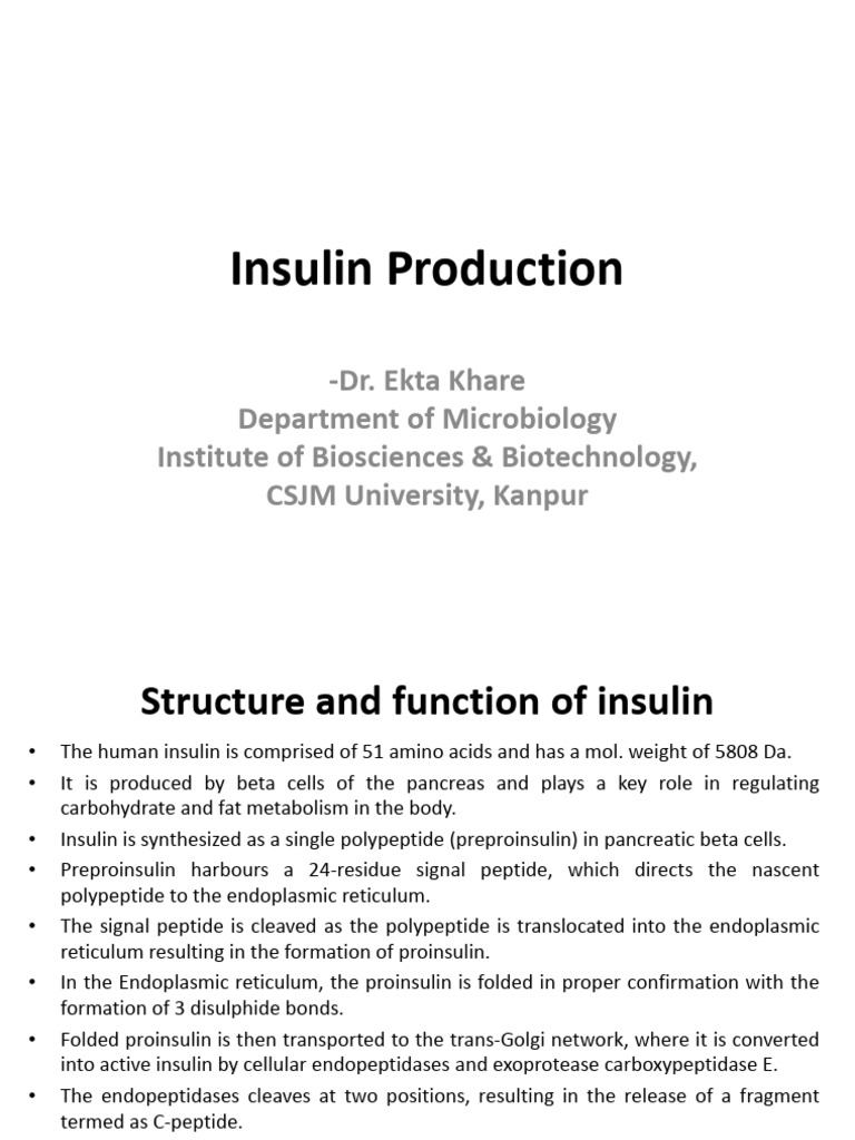 Insulin-Production | PDF | Insulin | Proteolysis