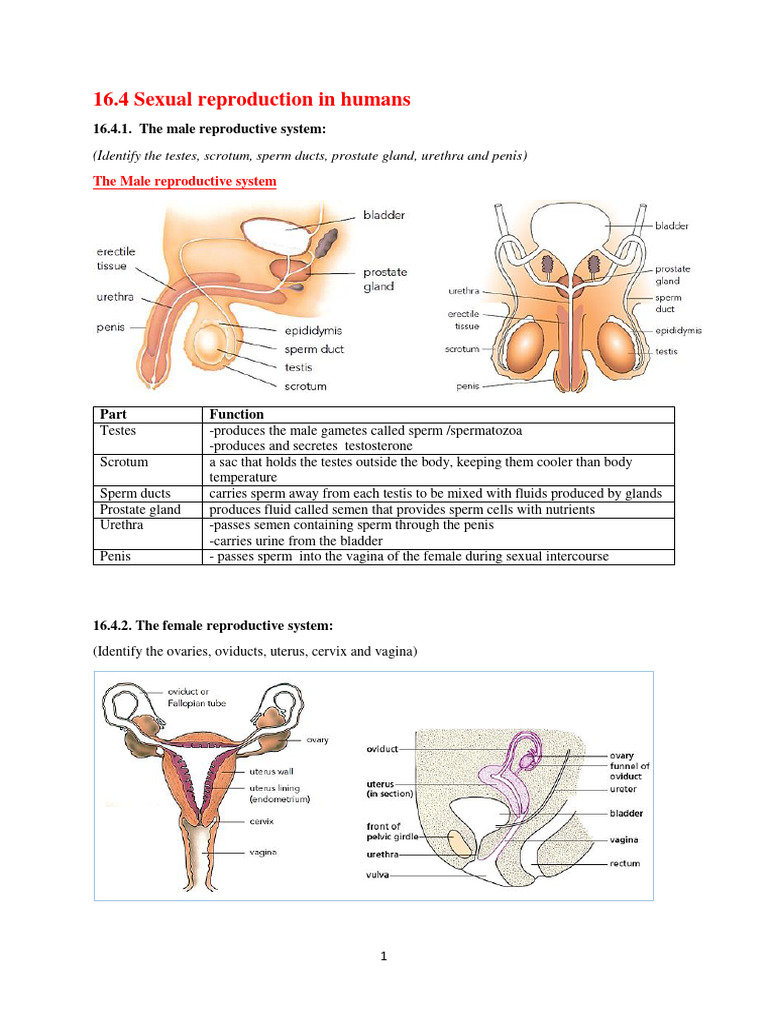 Sexual Reproduction in Humans Core Notes | Download Free PDF | Fetus ...