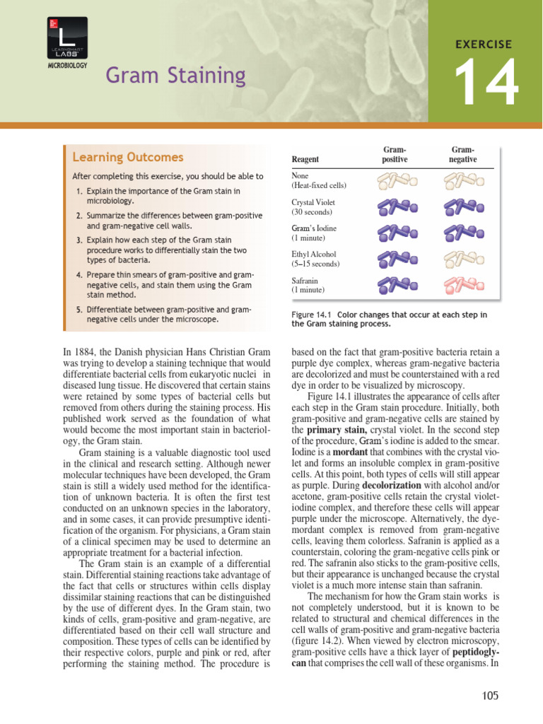 Impact of Staining on Cell Appearance | PDF | Staining | Gram Positive ...