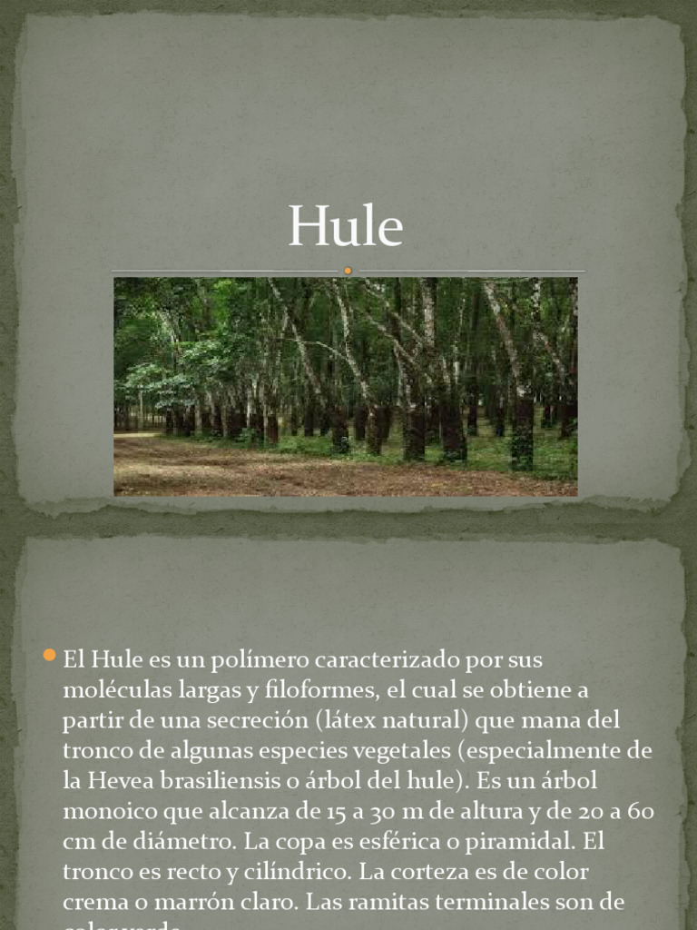 Hule Cultivo | PDF | Plantas | Botánica