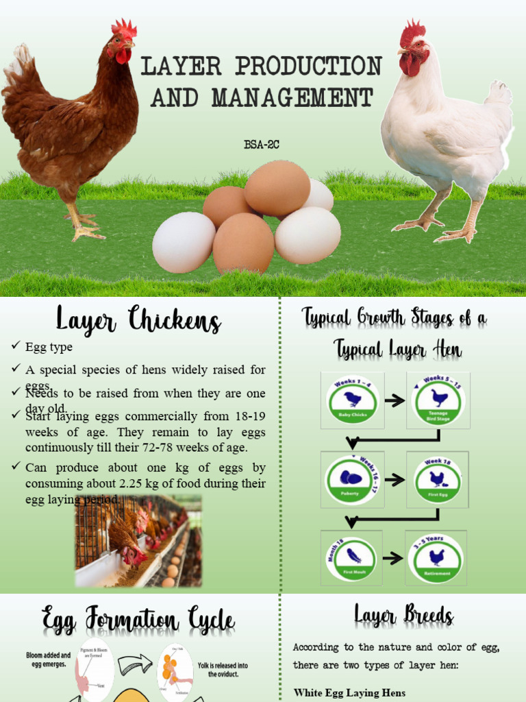 Layer Poultry Farming Essentials Guide | PDF | Poultry Farming | Chicken