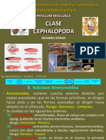 12.clase Cefalopoda Virtual 2