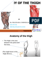 Thighanatomy 220503173519