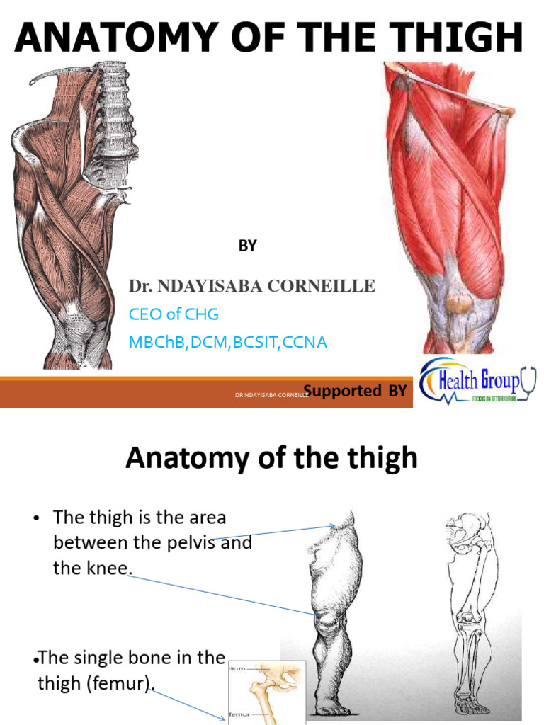 Thighanatomy 220503173519 | PDF | Human Leg | Knee