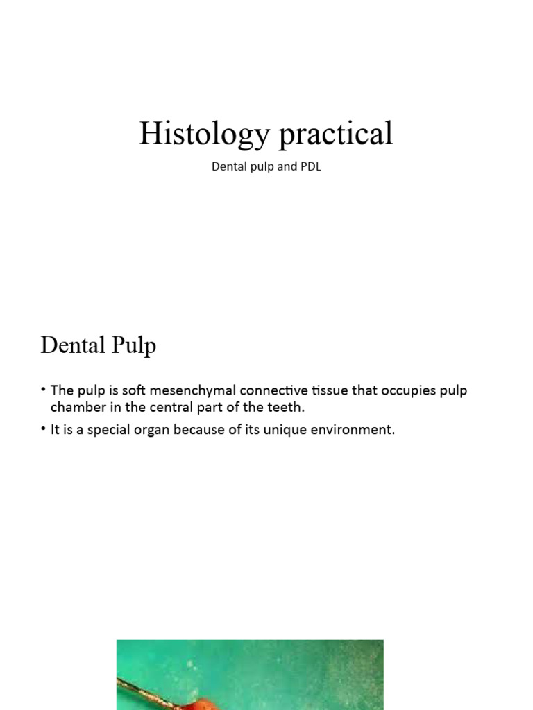 Pulp and PDL | PDF | Connective Tissue | Mouth