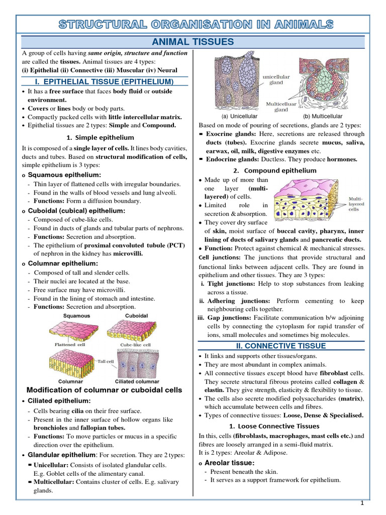 Animal Tissu | PDF | Epithelium | Muscle