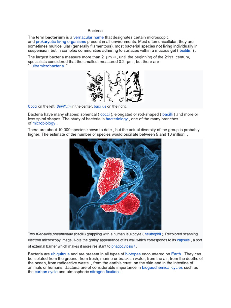 Overview of Bacteria and Their Roles | PDF