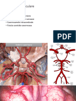 MG - S3 - Patologia Vasculara
