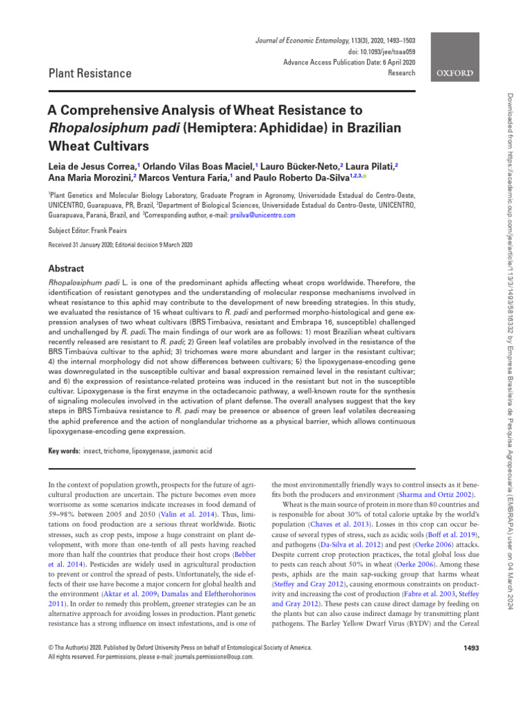 Wheat Resistance to Rhopalosiphum padi | PDF | Pest (Organism) | Wheat