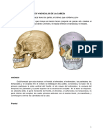 Cabeza y Cuello