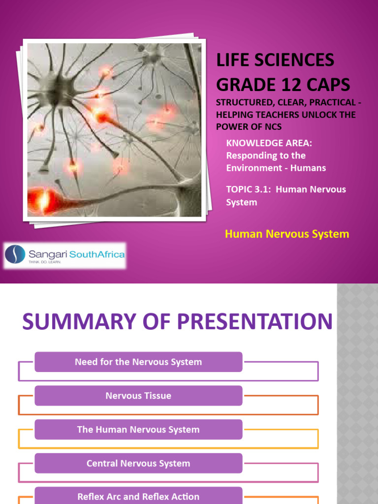 PP15. Human Nervous System | PDF | Nervous System | Neuron
