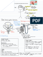 Male reproductive systems