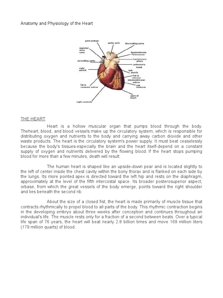 Anatomy and Physiology of The Heart | Download Free PDF | Heart Valve ...