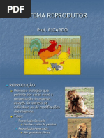 Biologia PPT Sistema Reprodutor