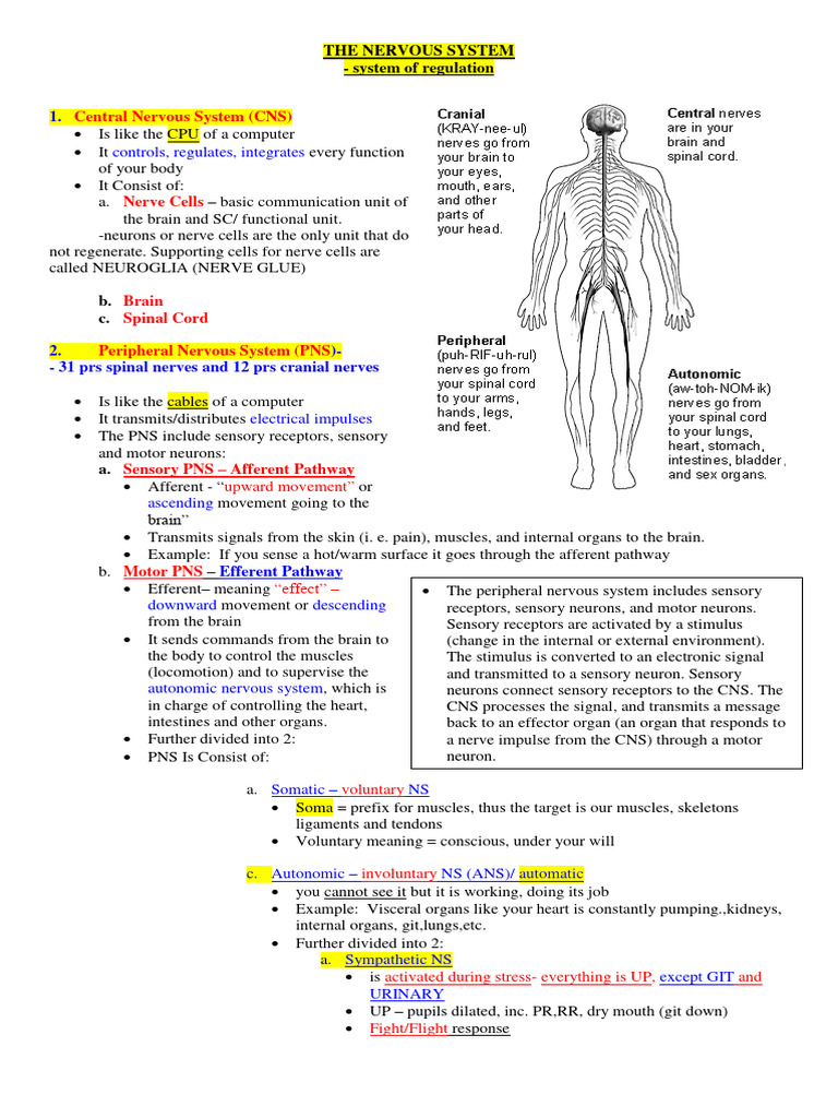 Medsurg Neuro Anatpatho | PDF | Central Nervous System | Stroke