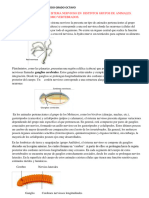 Guia 5 Biologia Tercer Periodo Grado Octavo Sistema Nervioso