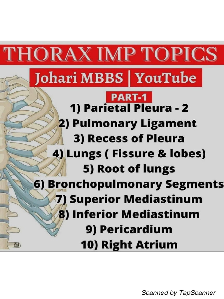 Johari MBBS Thorax Anatomy Notes | PDF