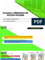 Semana 13 Desarrollo Embriologico Del Intestino Posterior