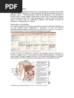 Ficha Técnica Quantrel | PDF | Medicamentos con receta | El embarazo