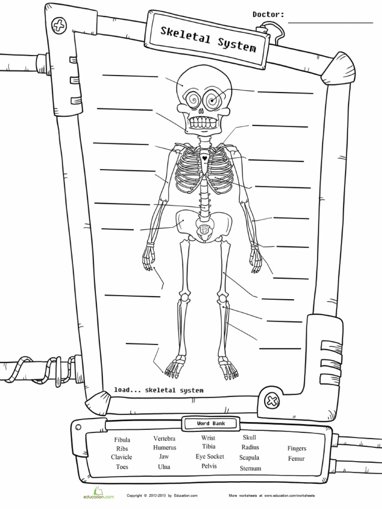 Skeleton Diagram Biology Diagrams