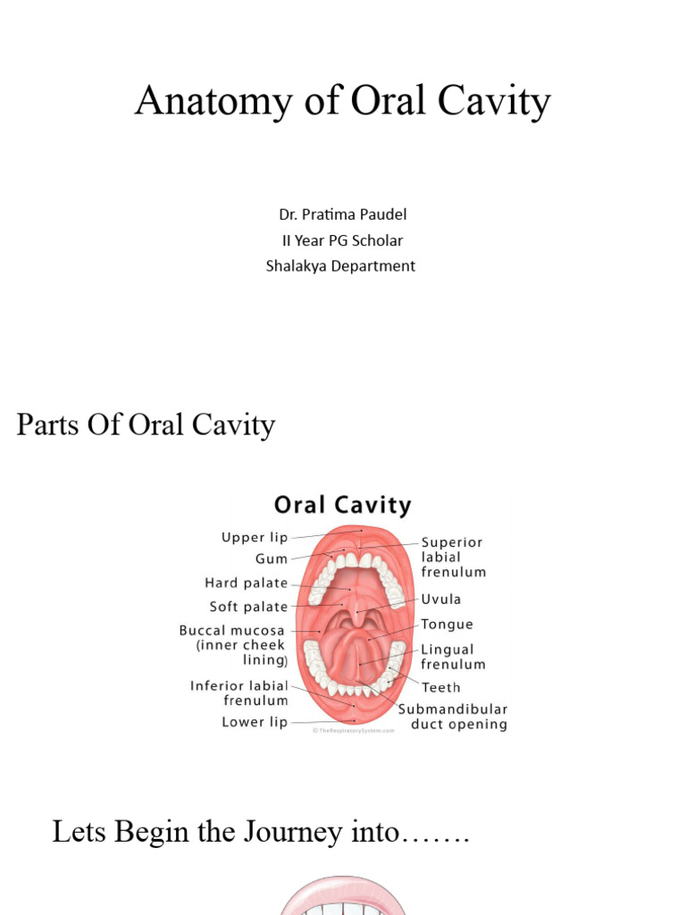 Anatomy of Oral Cavity Biology Diagrams