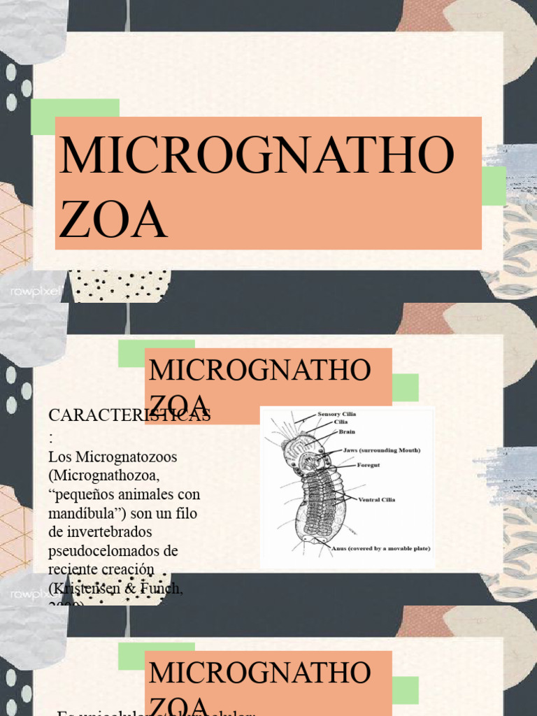Características de Micrognathozoa | PDF | Boca | Organismos