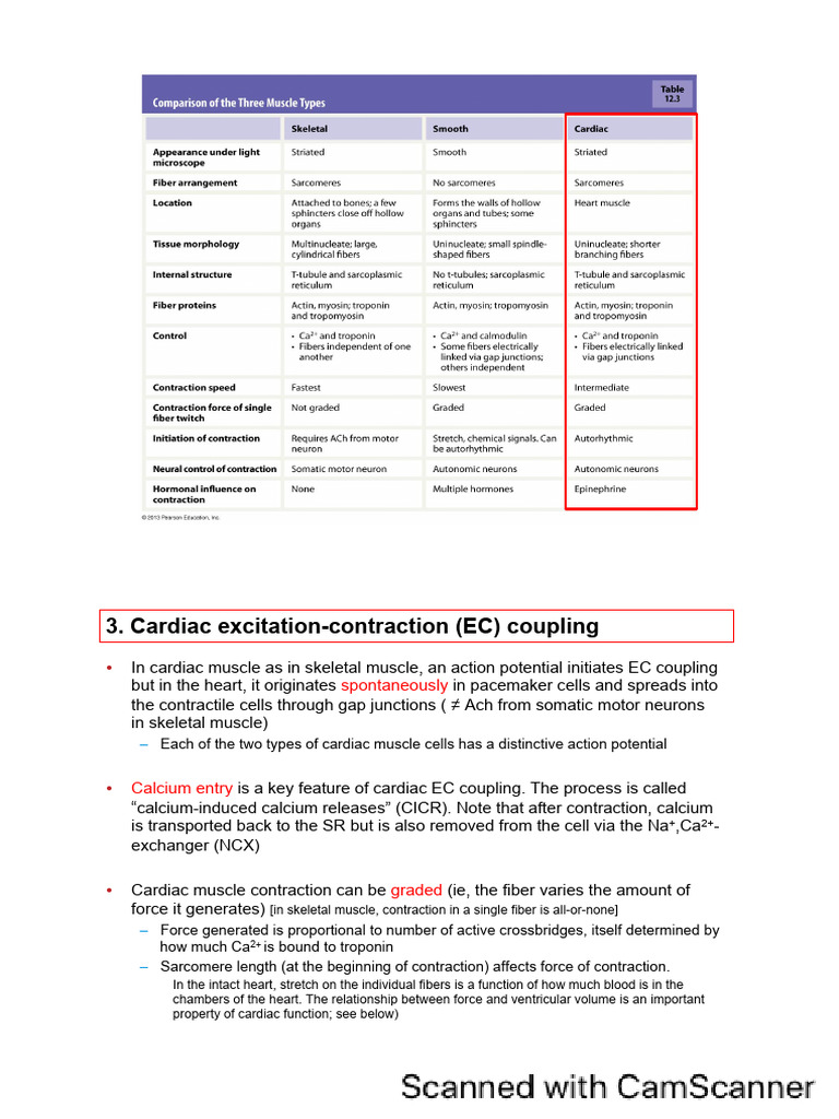Cardiac Excitation-Contraction Coupling | PDF | Muscle Contraction ...
