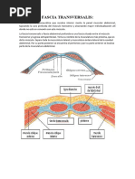 Ubicación y anatomía del ángulo de Treitz | PDF