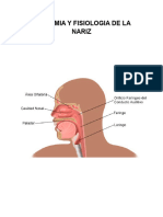 Anatomia y Fisiologia de La Nariz