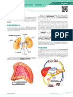 SISTEMA ENDÓCRINO HUMANO II