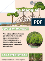 Bosque Manglar