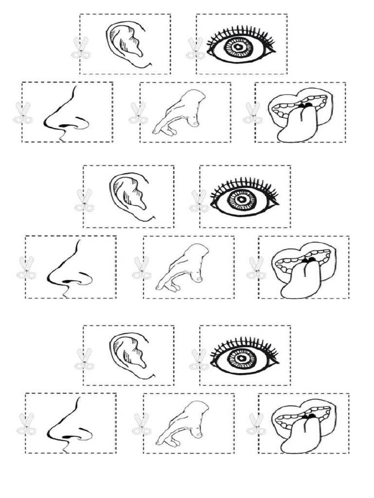 5-sentidos-recortables-y-coloreables-pdf