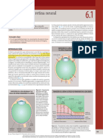 6.1 ESTRUCTURA DE LA RETINA NEURAL