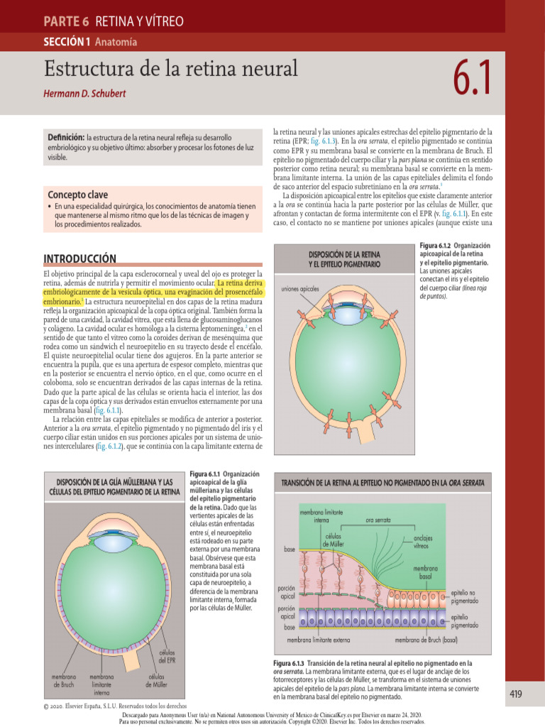 6.1 Estructura de La Retina Neural | PDF | Epitelio | Retina