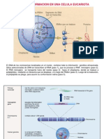 Temas 3-4 Transcripción