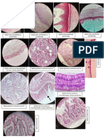 Histologia Practico 2p Memorama