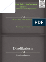 Dirofilariosis