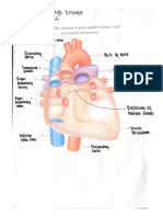 210010035_LA Anatomy STATION 2