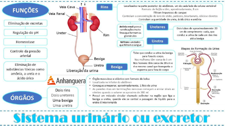 Mapa Mental Sistema Renal | PDF