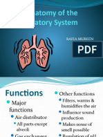 Anatomy of the Respiratory System