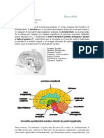 Cerebro