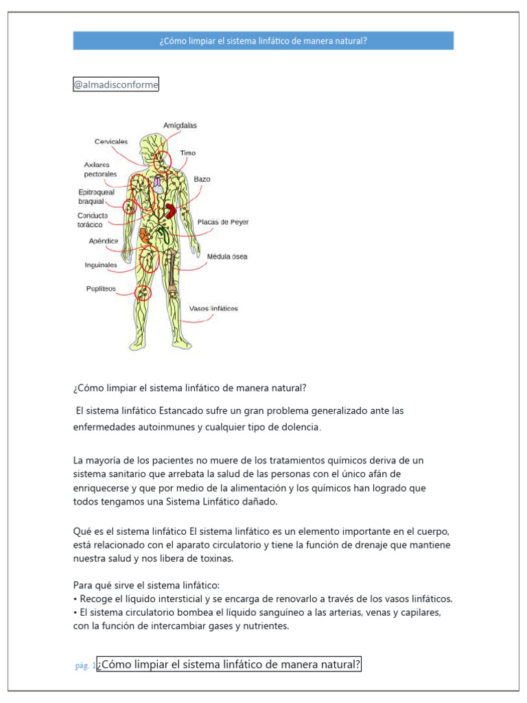 Cómo Limpiar El Sistema Linfático De Manera Natural Pdf Sistema