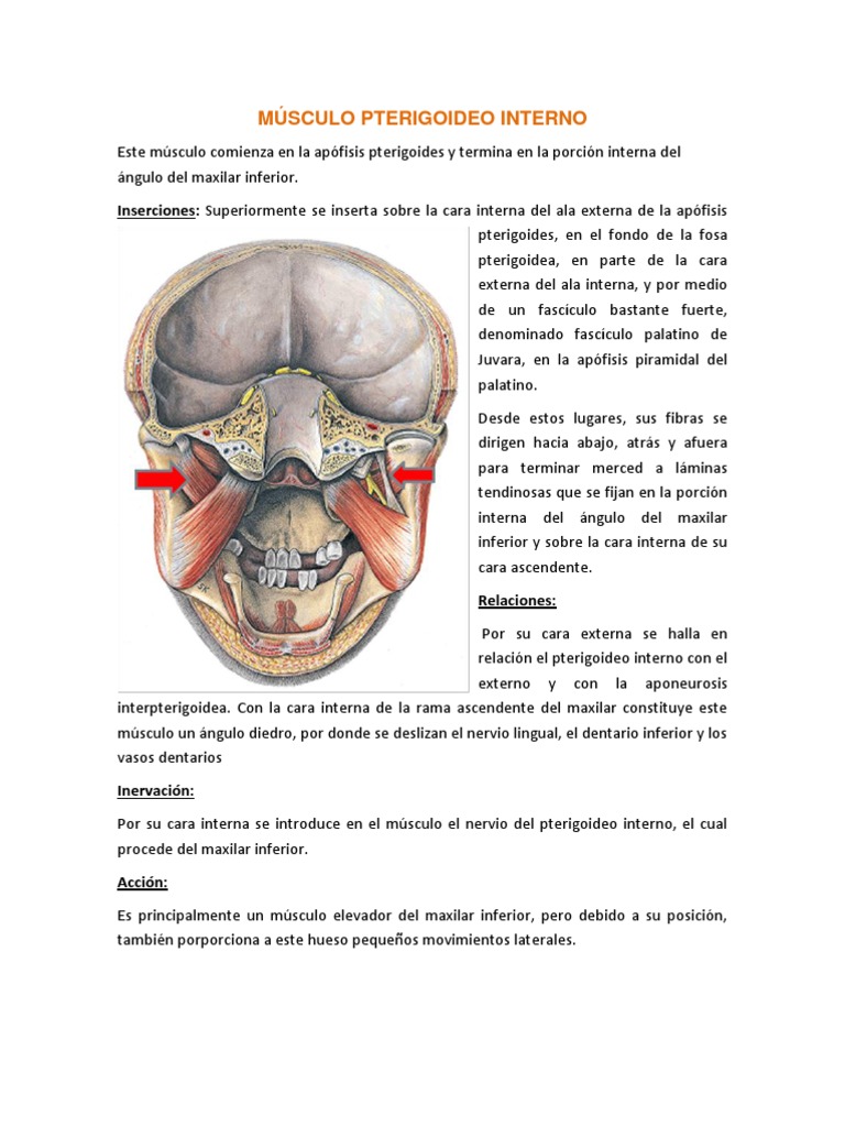 Musculos de La Masticacion | Sistema musculoesquelético | Cabeza y ...